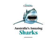 Australia's Amazing Sharks