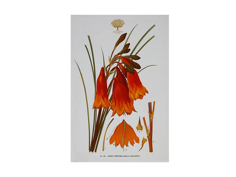 Royal Botanic Gardens - Australian Botanics Tea Towel 50x70cm Christmas Bells