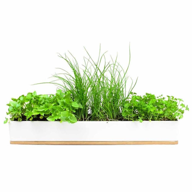 Urban Greens - Micro Herbs Window Sill Kit