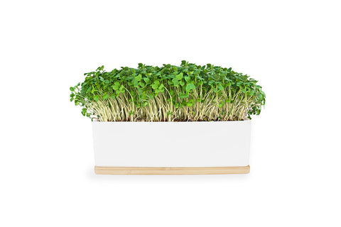 Urban Greens - Mustard Sprouts Mini Garden