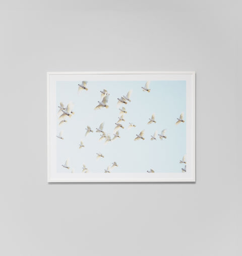 Cockatoo Sky